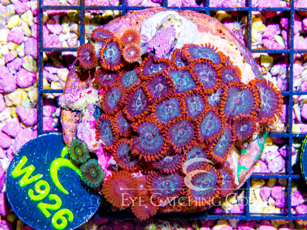 Indo Zoanthid L - Disc W926