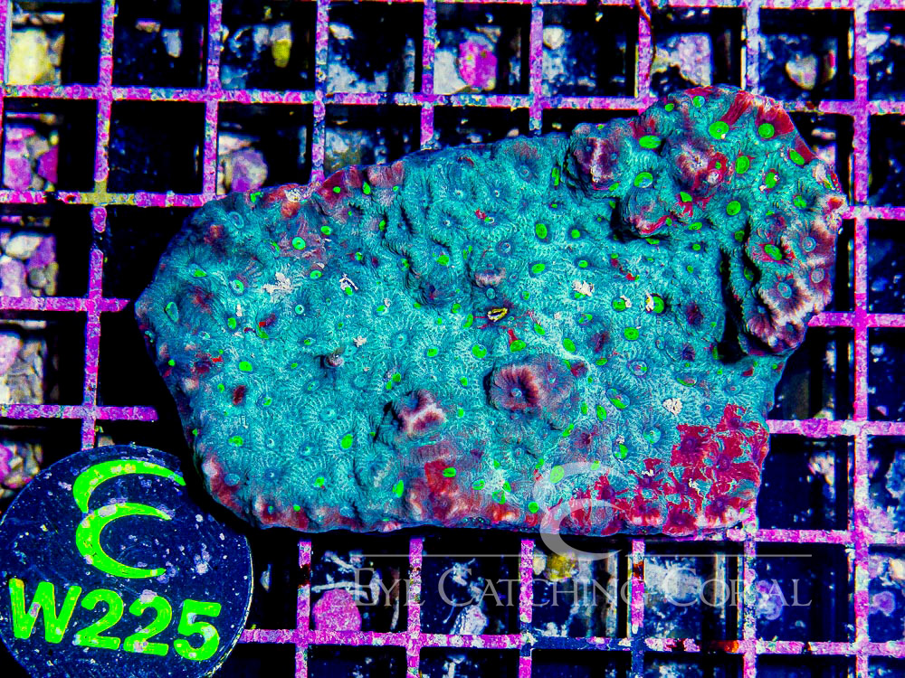 Aussie Favites War Coral M - Disc W225