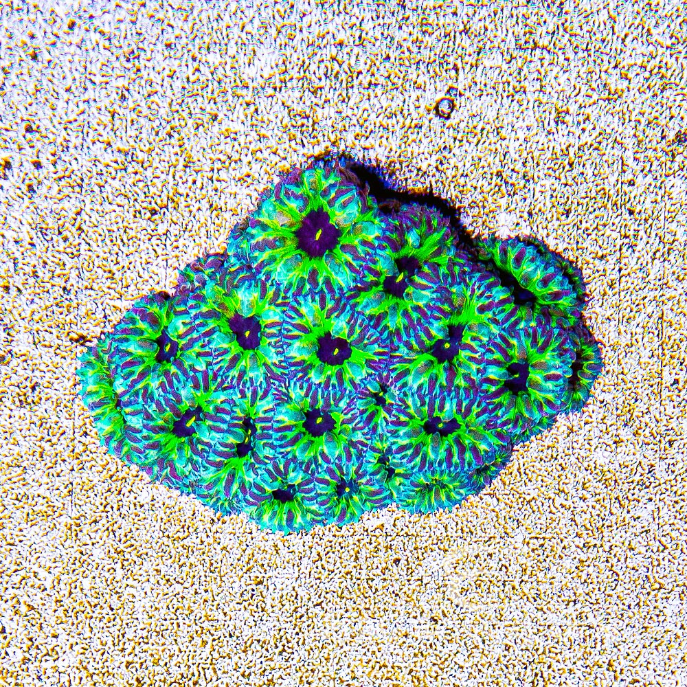 ECC PPE Blastomussa Merletti Frag