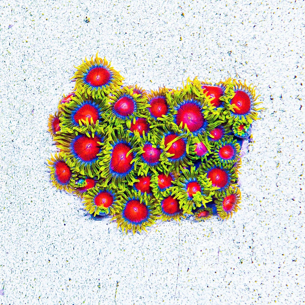ECC Spitfire Zoanthid Frag (4+ Polyp Average)