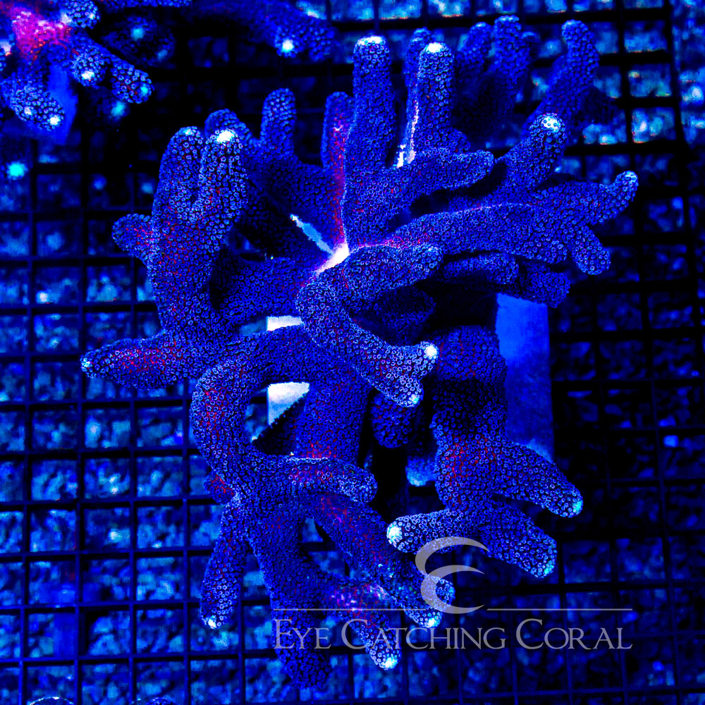 ECC Blue Dream Stylophora Frag