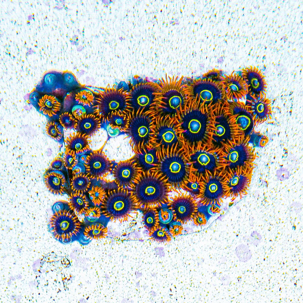 ECC Rainbow Hornet Zoanthid Frag (4+ Polyp Average)
