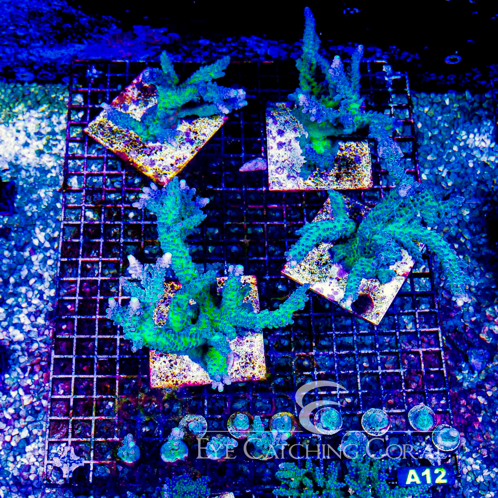 ECC Yellow Tip Acropora Frag
