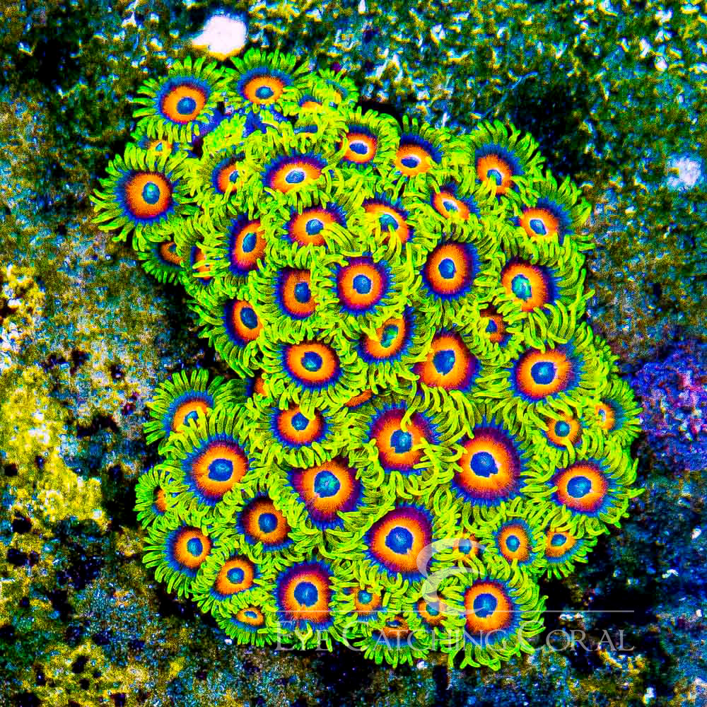 ECC Lazy Lashes Zoanthid Frag