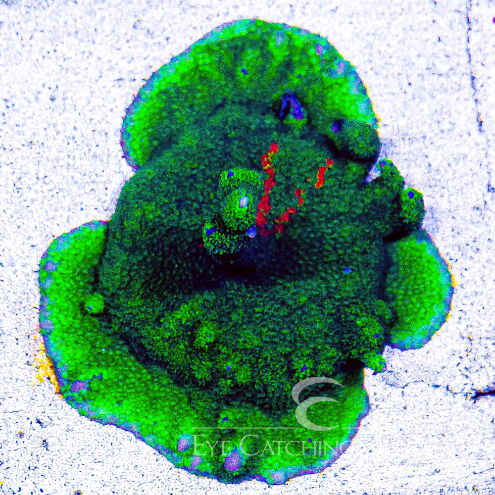 ECC Green Machine Montipora Digitata Frag