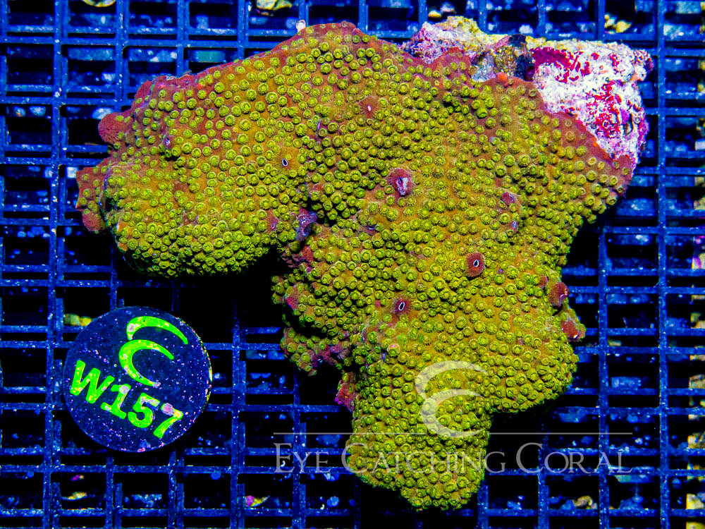 Aussie Cyphastrea Show - Disc W157