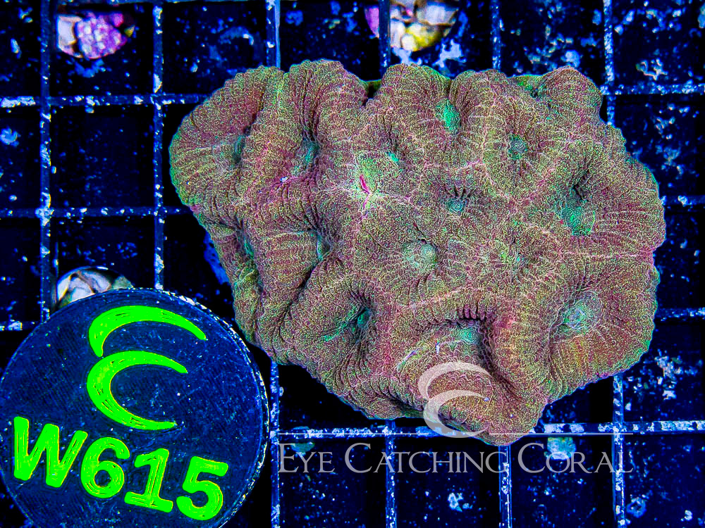 Aussie Prism Favia Unique XS - Disc W615