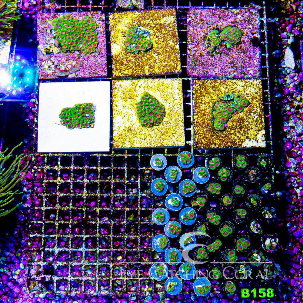 ECC Wammin Watermelon Zoanthid Frag