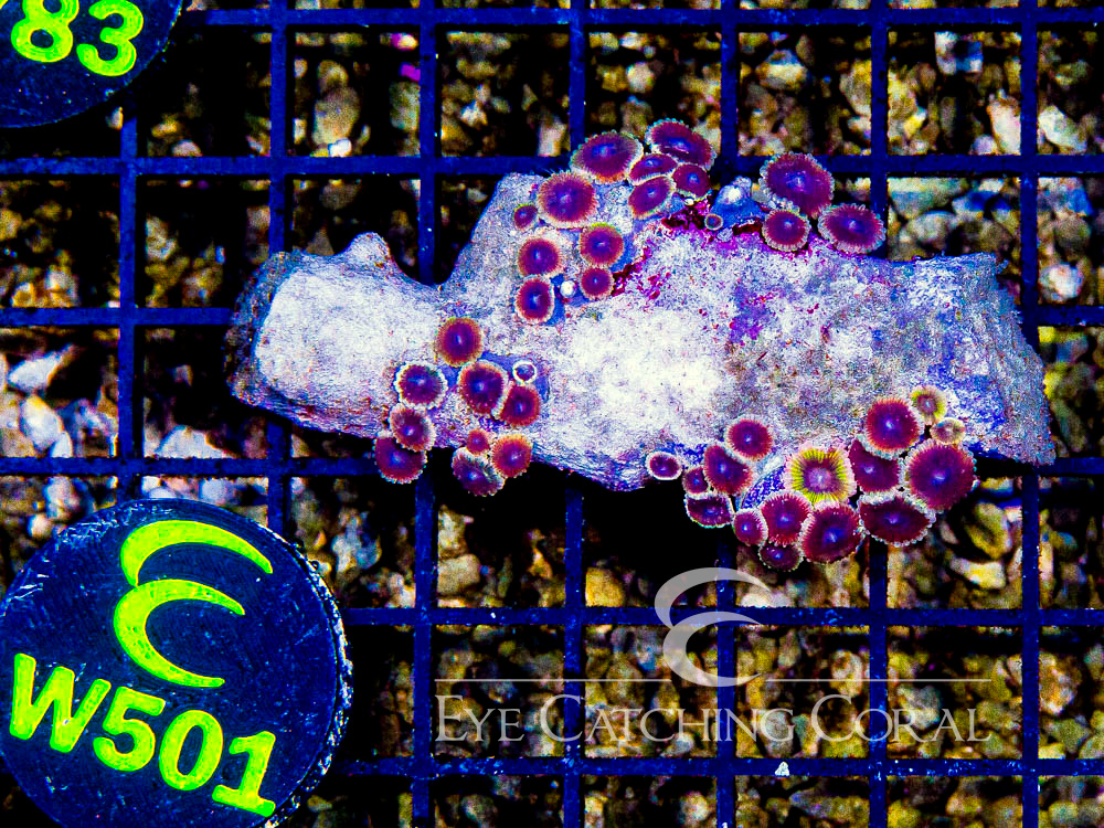Indo Zoanthid Ultra (Sorted by Size & Color) Level 6 - Disc W501