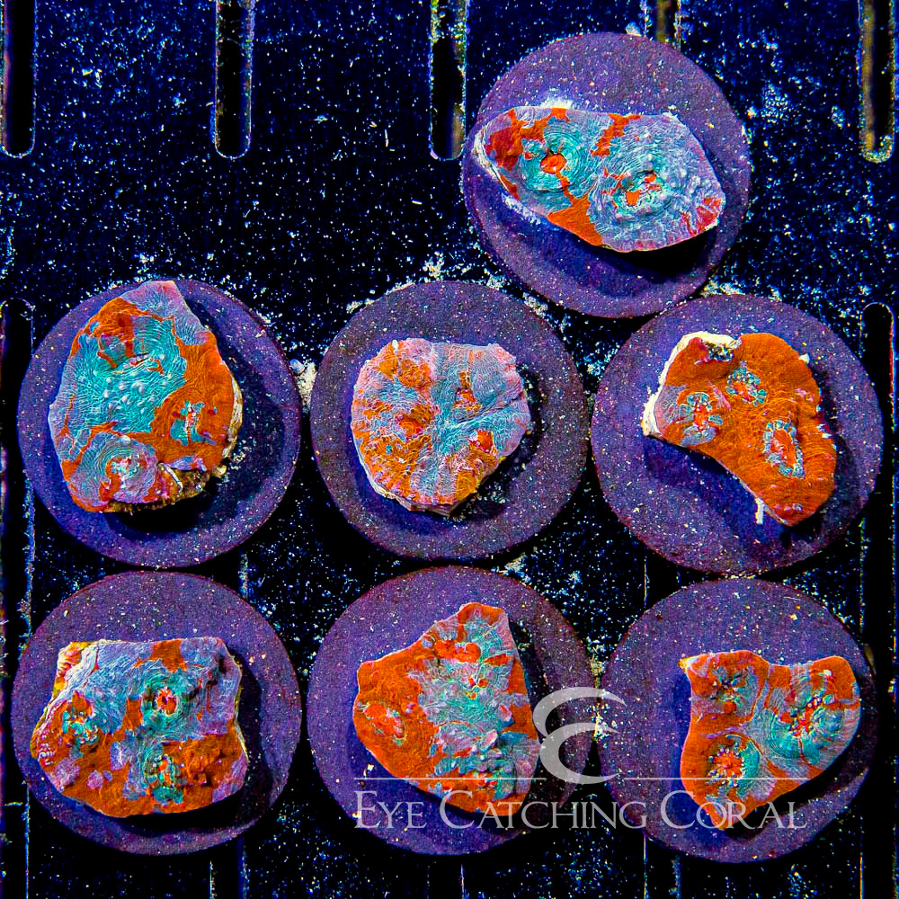 ECC Tropical Sunset Chalice Frag