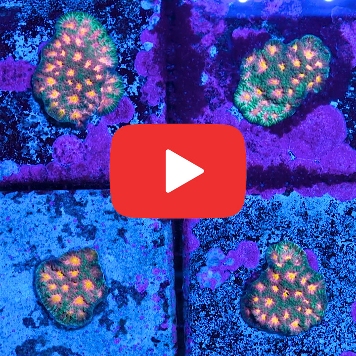 ECC Multidimensional Favites Frag