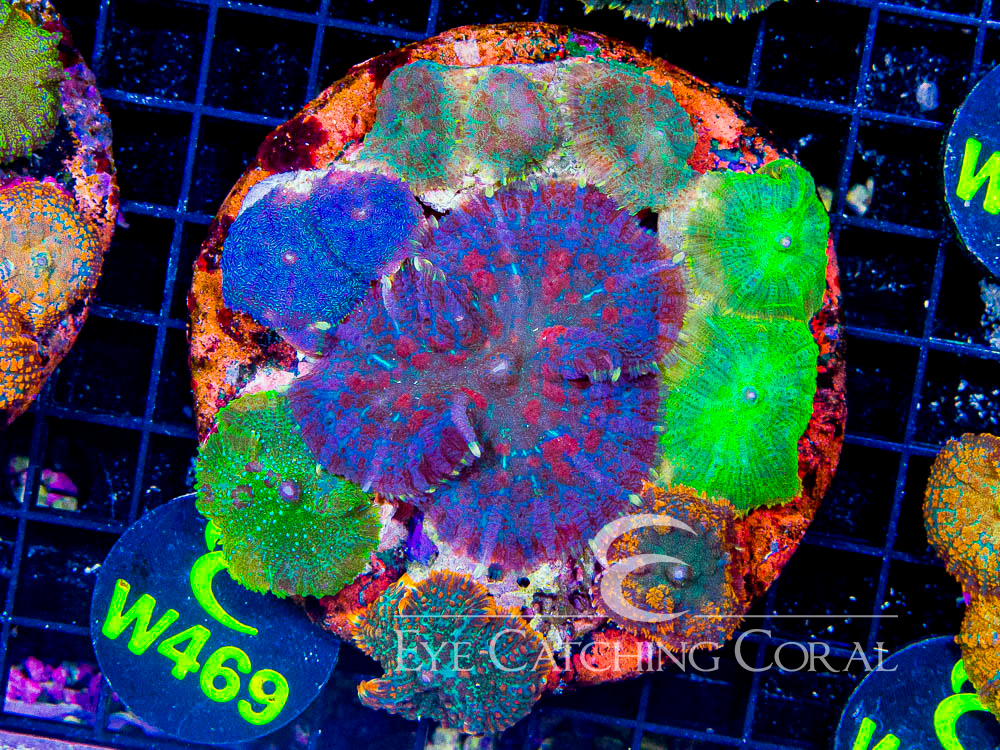 Indo Rhodactis Mushroom XL - Disc W469