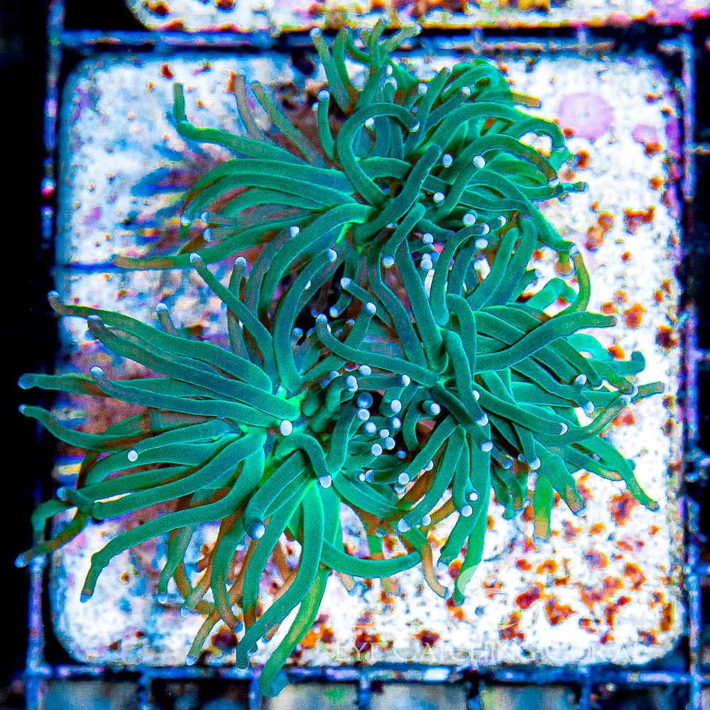 ECC Aquaman Torch Frag