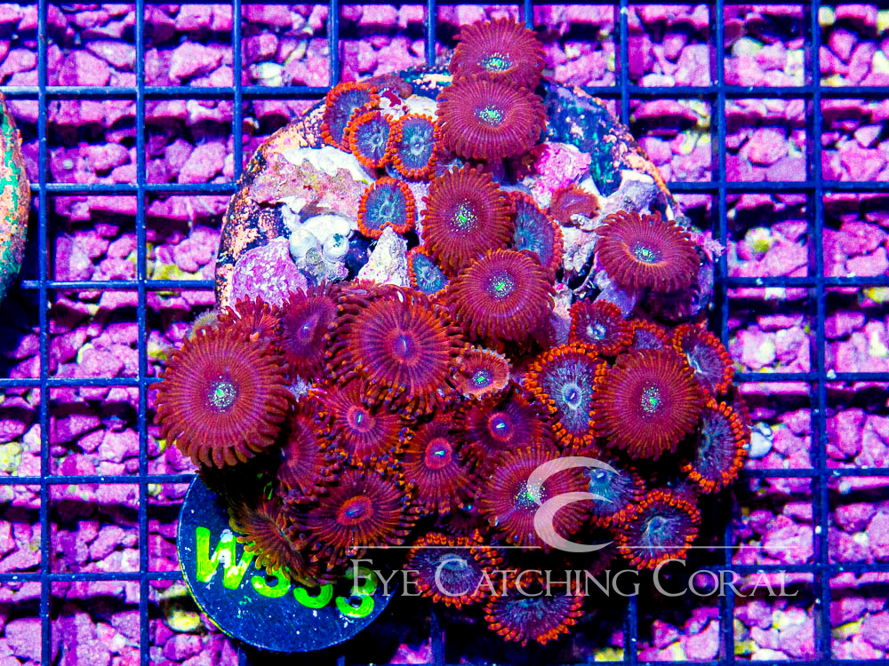 Indo Zoanthid M- Disc w353