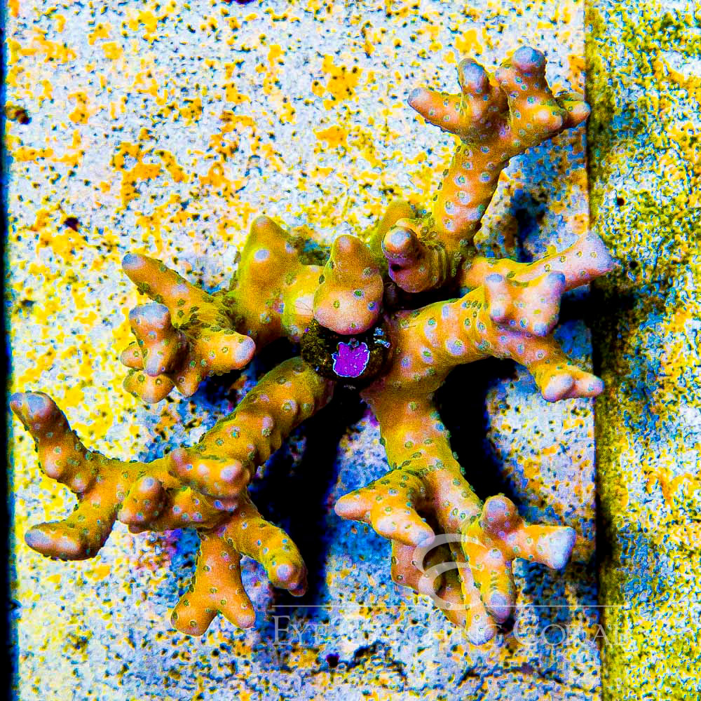 ECC Tropicana Anacropora Frag