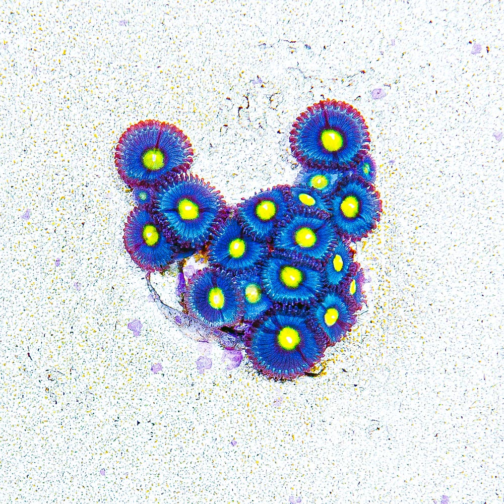 ECC Alien Eye Zoanthid Frag (4+ Polyp Average)