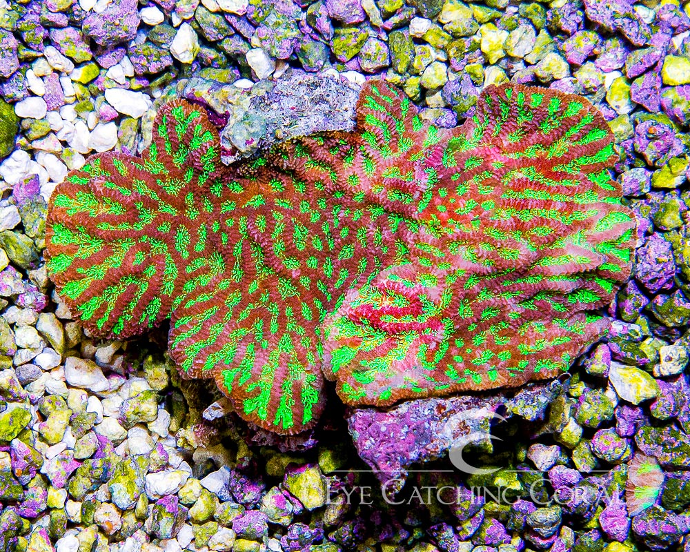 Lettuce Coral