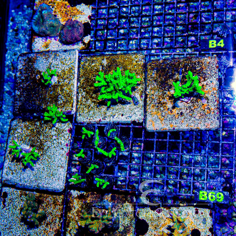 ECC Granny Smith Anacropora Frag