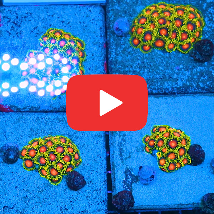 ECC Yellow Brick Road Zoanthid Frag (2+Polyp Average)
