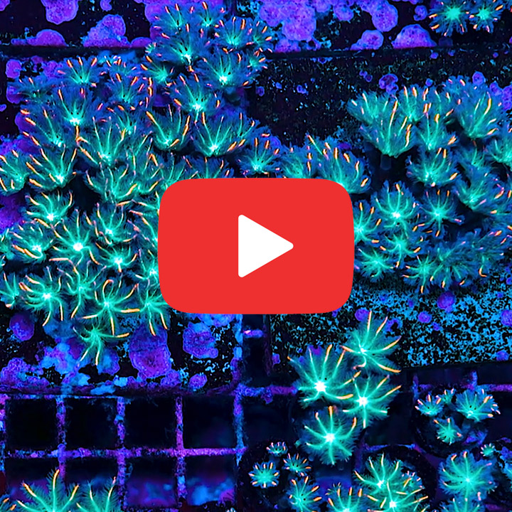 TSA Fireworks Clove Polyp Frag