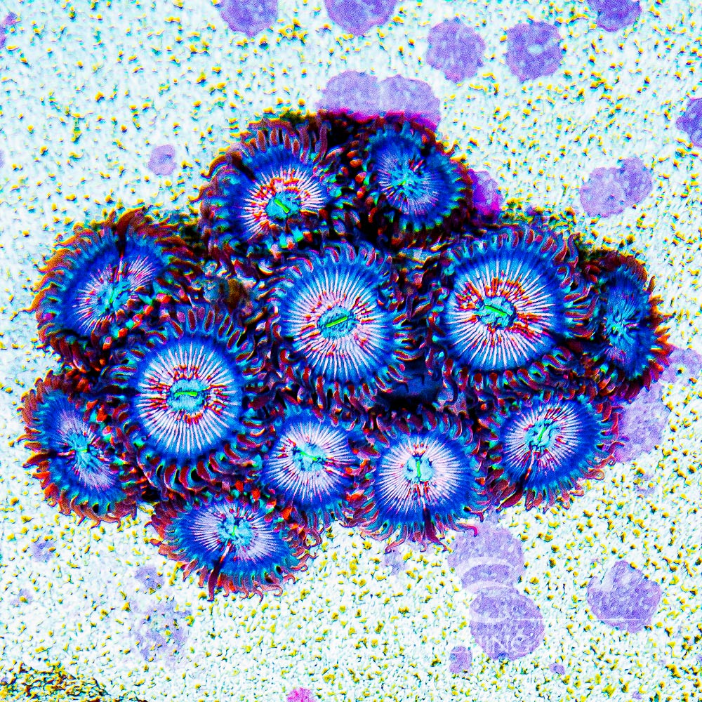CB White Zombie Zoanthid (2+ Polyp Average)