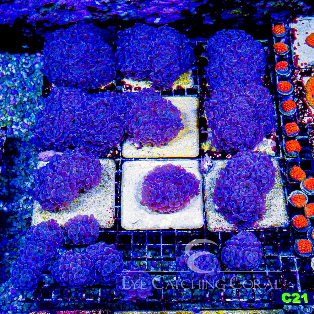 ECC Blue Gusher Hammer Frag