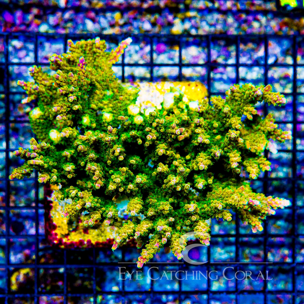 ECC Rainbow Loom Acropora Frag