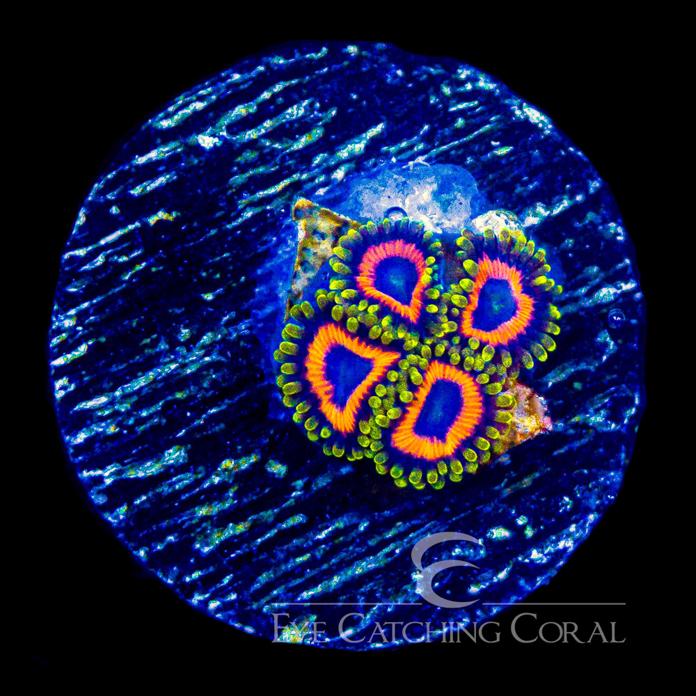 ECC Jungle Juice Zoanthid Frag (4+ Polyp Average)