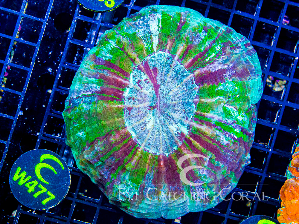 Indo Acanthophyllia XL - Disc W477