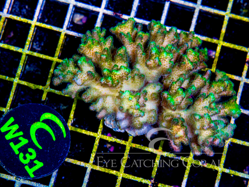 Fiji Pocillopora Green M - Disc W131