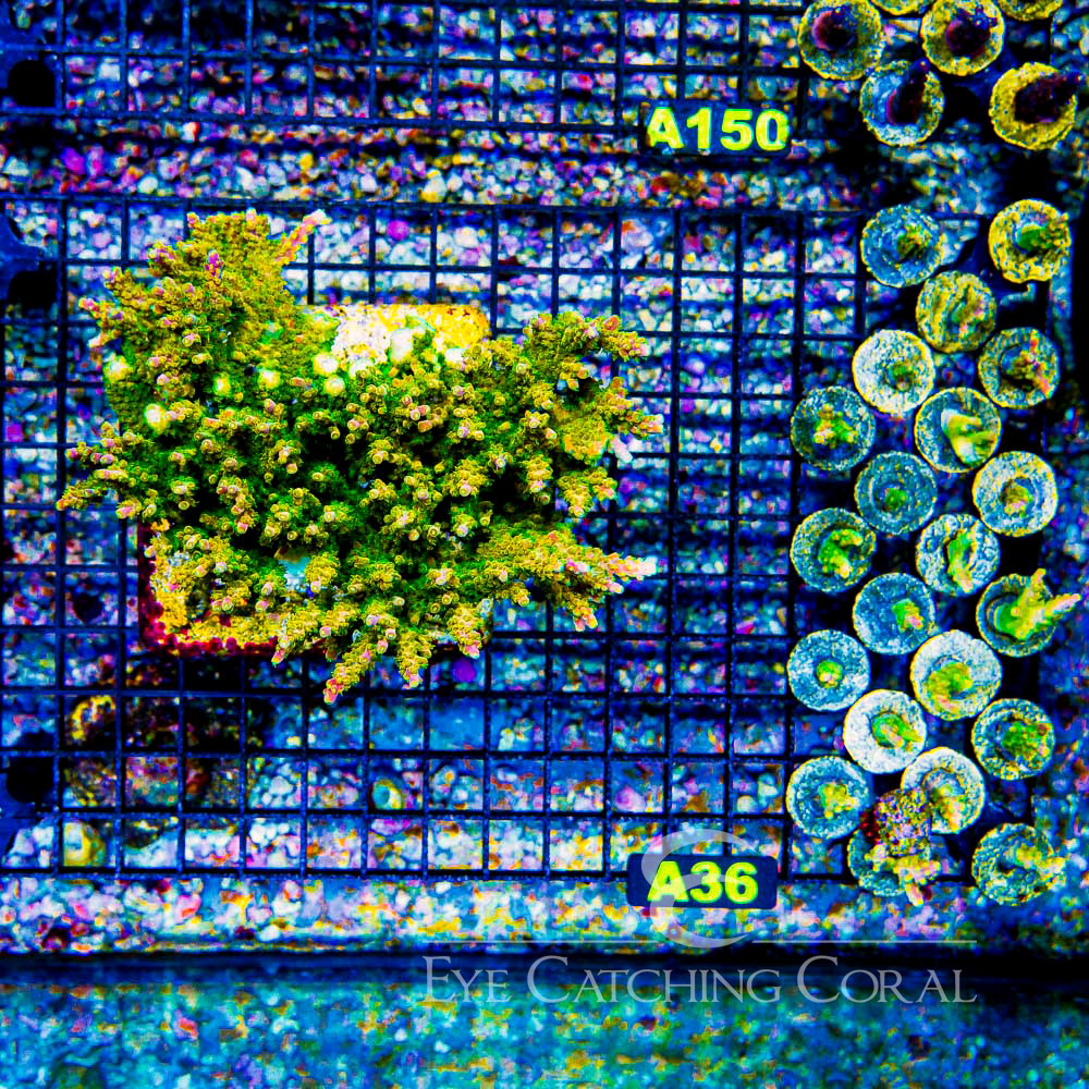ECC Rainbow Loom Acropora Frag