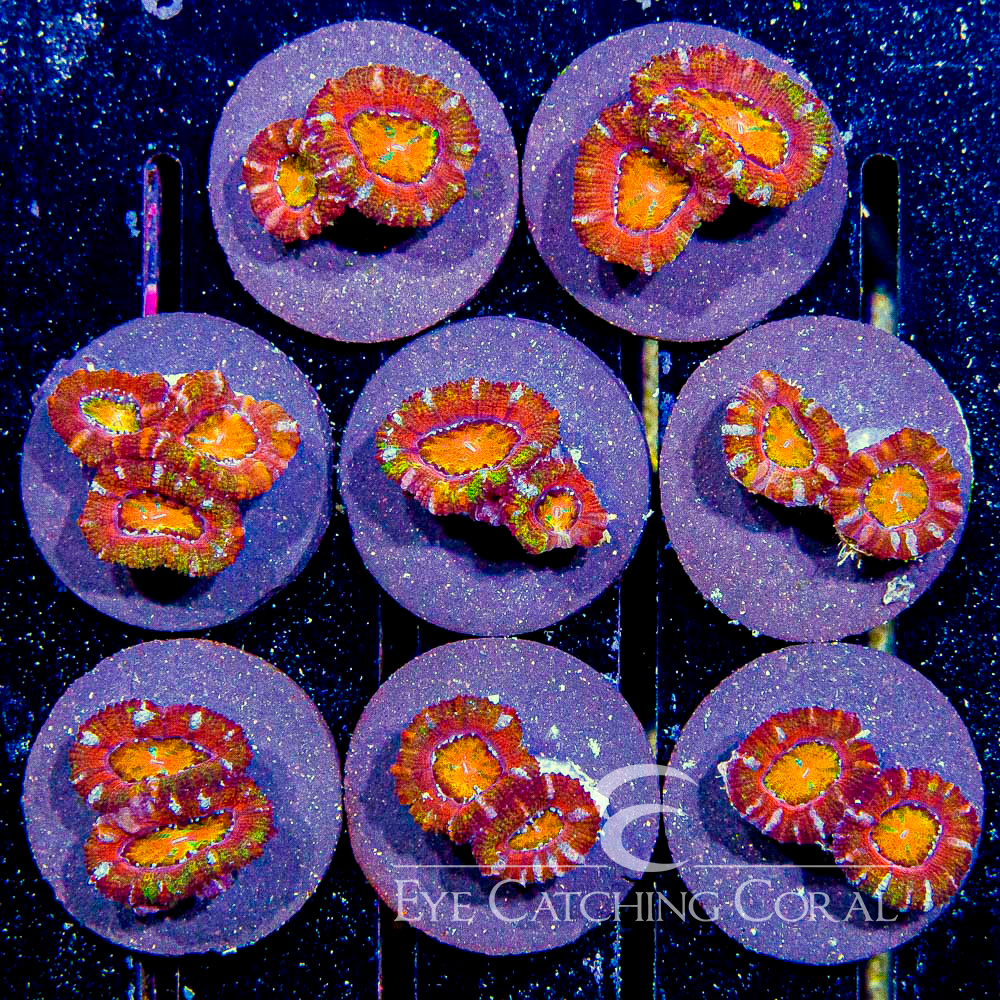 ECC Glowing Embers Acan Lord Frag