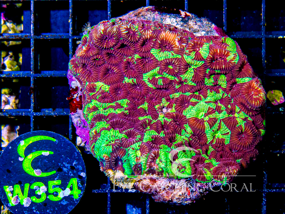 Indo Favia Ultra Hand Picked M - Disc W354