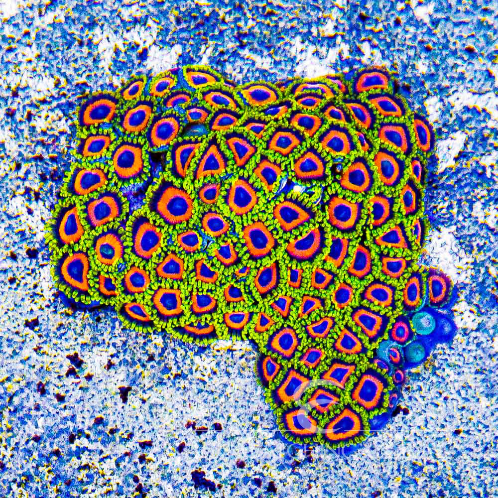 ECC Jungle Juice Zoanthid Frag (4+ Polyp Average)