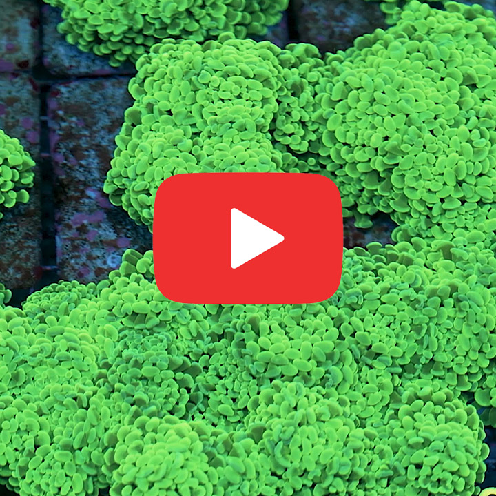 ECC Sour Apple Branching Hammer Frag