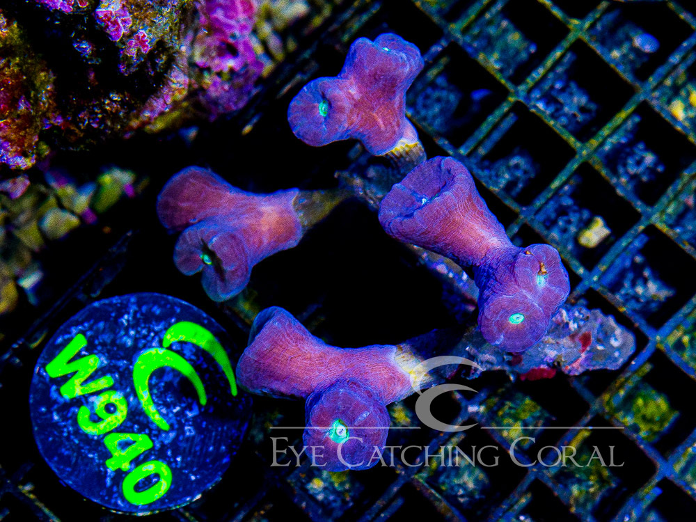 Aussie Multicolor Candy Cane M - Disc W940