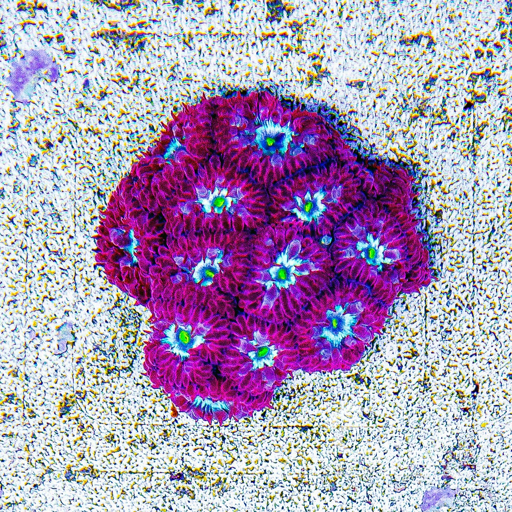 ECC Arc Reactor Blastomussa Merletti Frag
