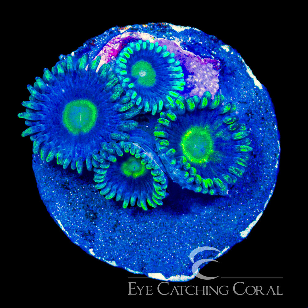 ECC Dark Void Zoanthid Frag (4+Polyp Average)