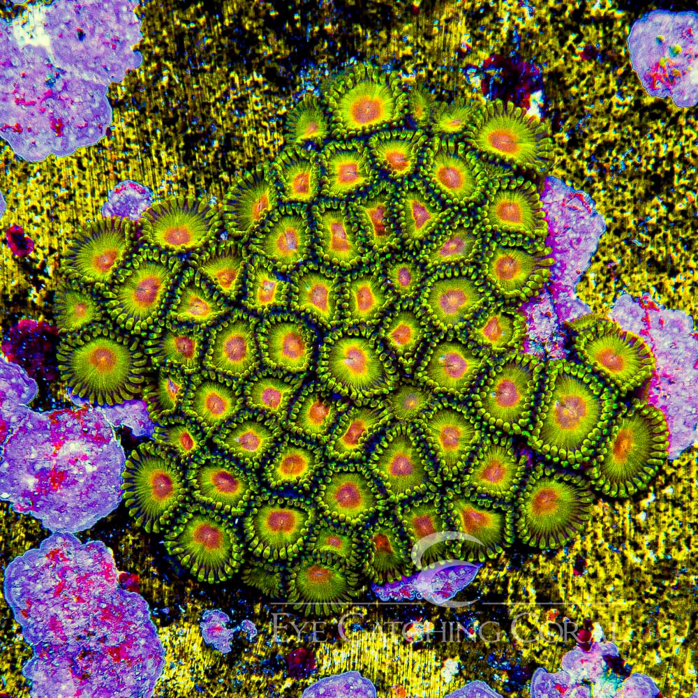 ECC Impastas Zoanthid Frag (4+ Polyp Average)