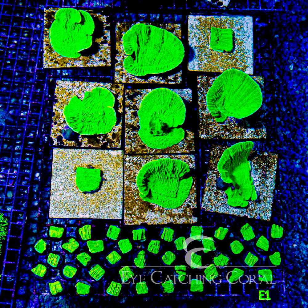 ECC Ghoulish Glow Montipora Frag