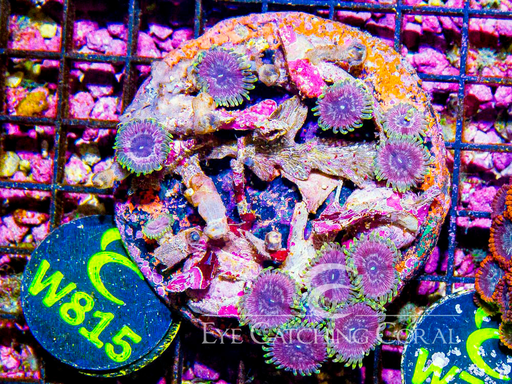 Indo Zoanthid L - Disc W815