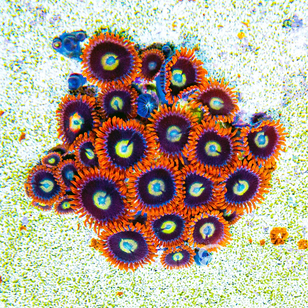 ECC Burning Suns Zoanthid Frag (4+ Polyp Average)