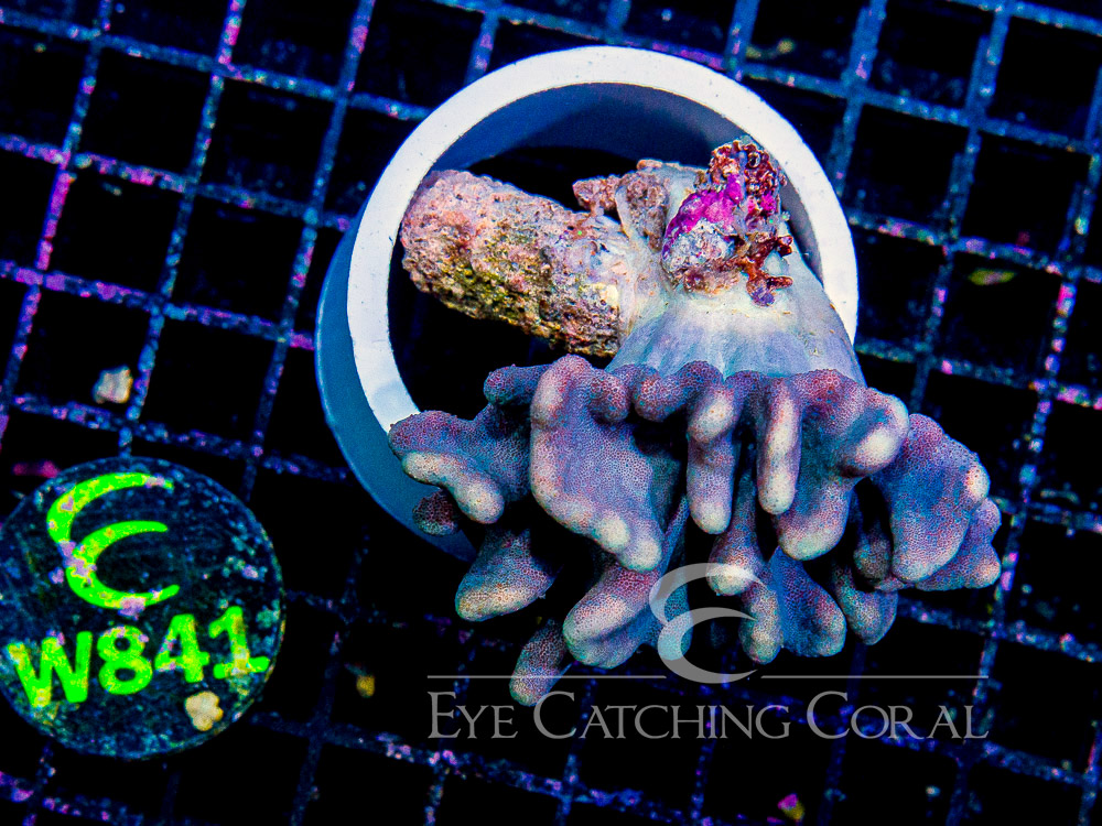 Vietnam Devil's Hand Leather Coral L - Disc W841
