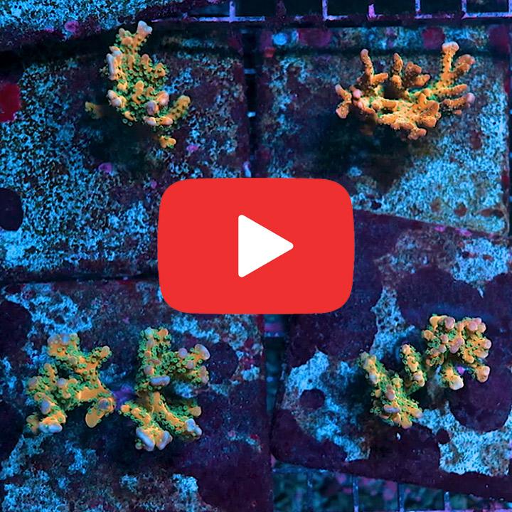 ECC Tropicana Anacropora Frag
