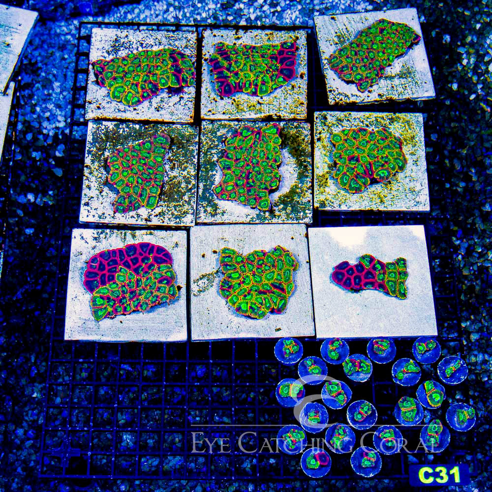 ECC Acid Drop Micro Favia Frag