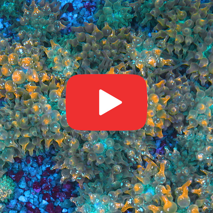 Dynamic Eye Catching Coral View Concept Dynamic Eye Catching Coral View Concept