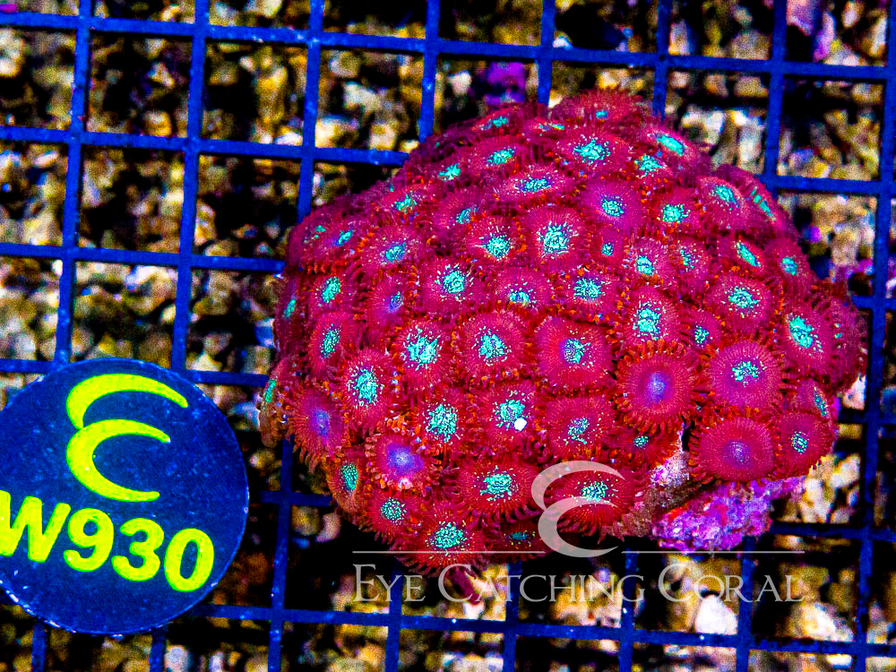 Indo Zoanthid Ultra (Sorted by Size & Color) Level 5 - Disc W930