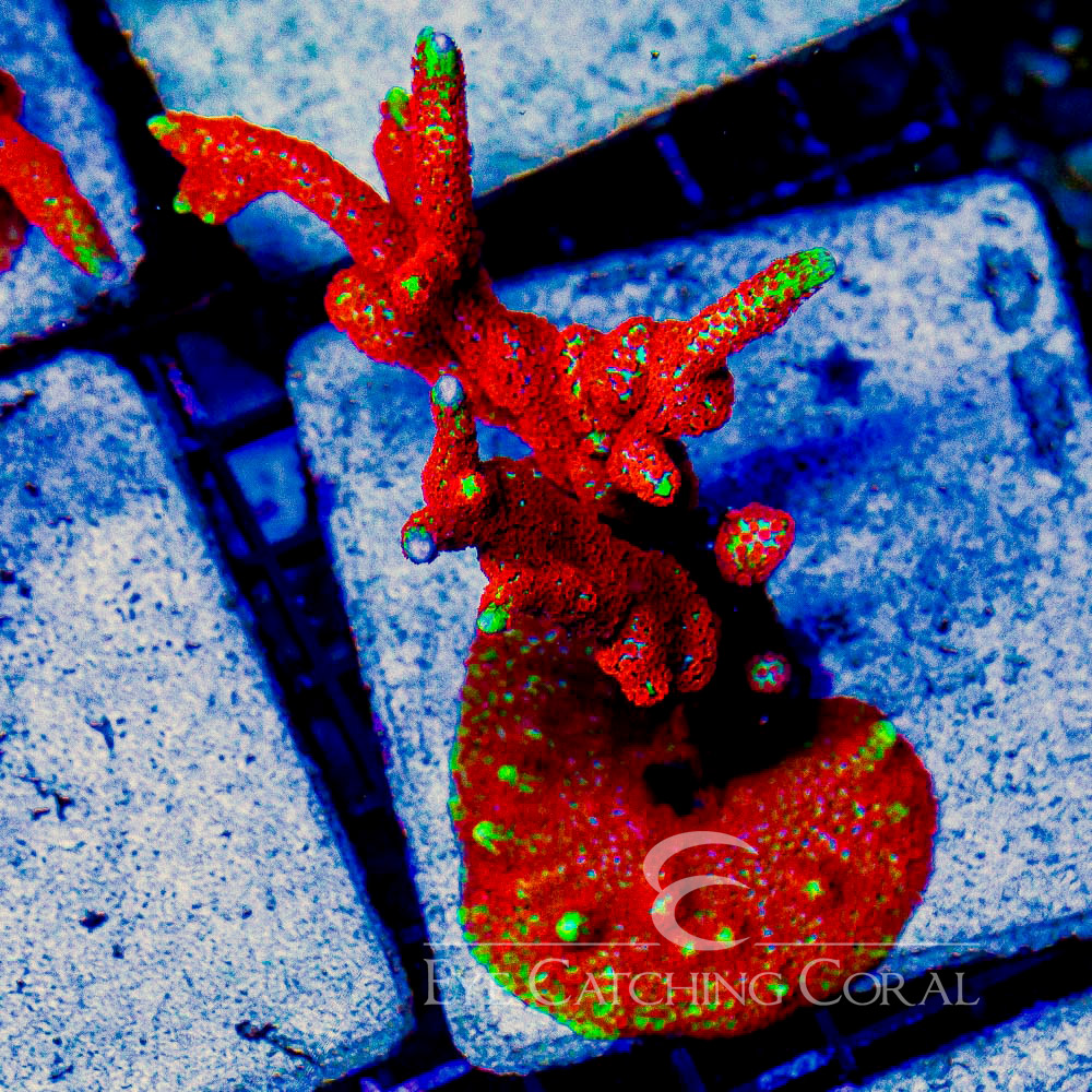 ECC Bubblegum Digitata Frag