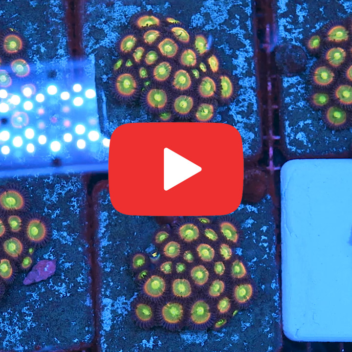 ECC Rainbow Spectrum Zoanthid Frag (2+Polyp Average)