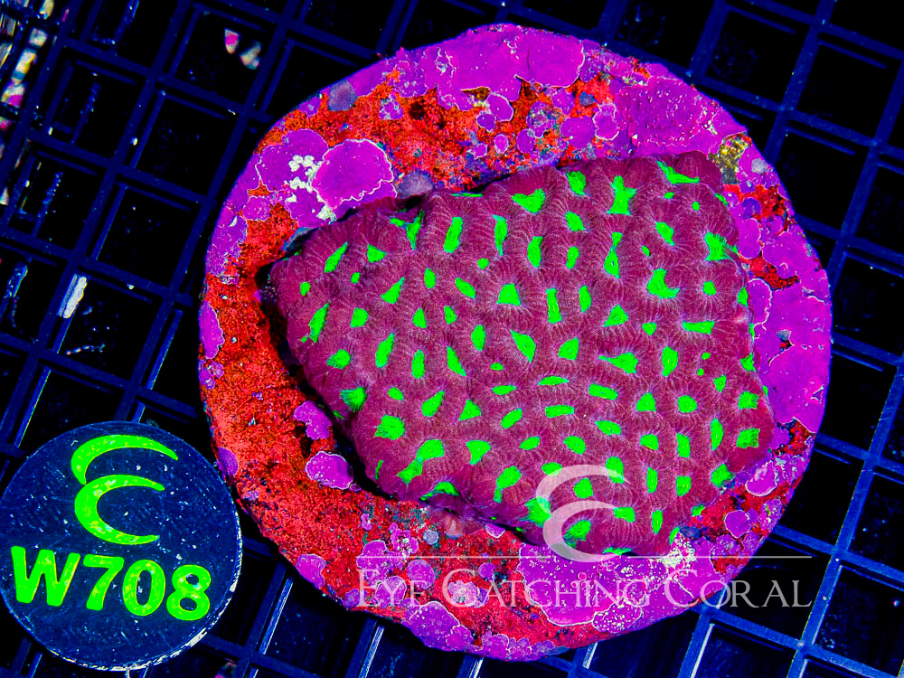 Indo Favia Ultra Hand Picked M - Disc W708